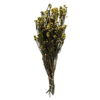 Vickerman 12"-22" 5-6oz Yellow Preserved Phylica