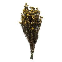 Vickerman 12"-22" 5-6oz Aspen Gold Preserved Phylica