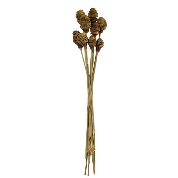 18"-24" Cream Preserved Platy Cone on Reed Bundle (10 pack)