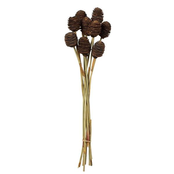 18"-24" Natural Brown Preserved Platy Cone on Reed Bundle (10 stems)