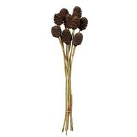 Vickerman 18"-24" Natural Brown Preserved Platy Cone on Reed Bundle (10 stems)