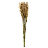 View 36"-40" 7-8oz Ivory Preserved Plume Reed Bundle