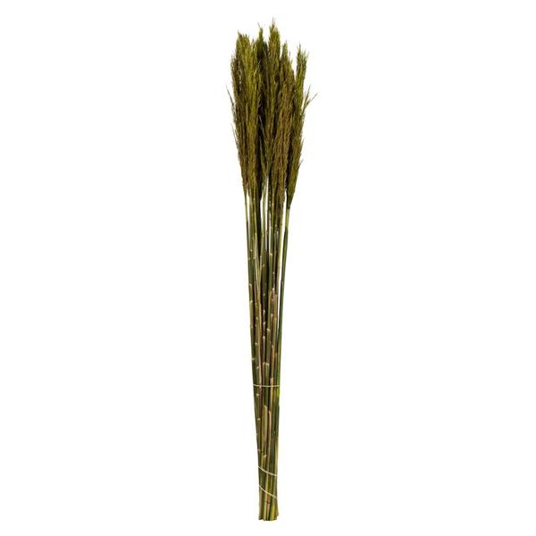 36"-40" 7-8oz Green Preserved Plume Reed Bundle