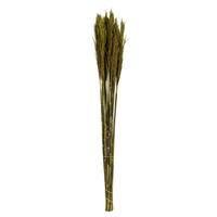 Vickerman 36"-40" 7-8oz Green Preserved Plume Reed Bundle