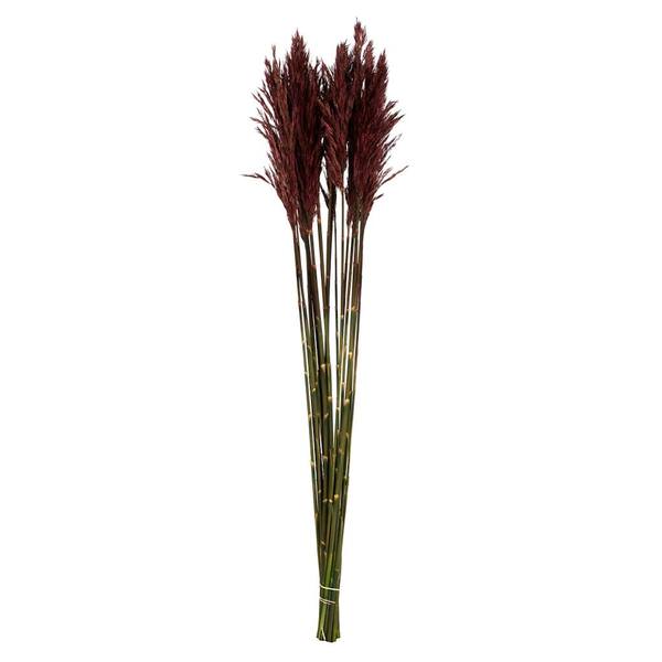 36"-40" 7-8oz Merlot Preserved Plume Reed Bundle