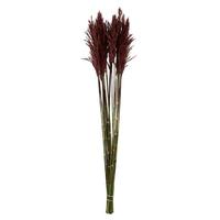 View 36"-40" 7-8oz Merlot Preserved Plume Reed Bundle