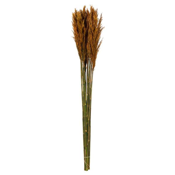 36"-40" 7-8oz Autumn Preserved Plume Reed Bundle