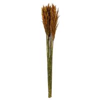 View 36"-40" 7-8oz Autumn Preserved Plume Reed Bundle