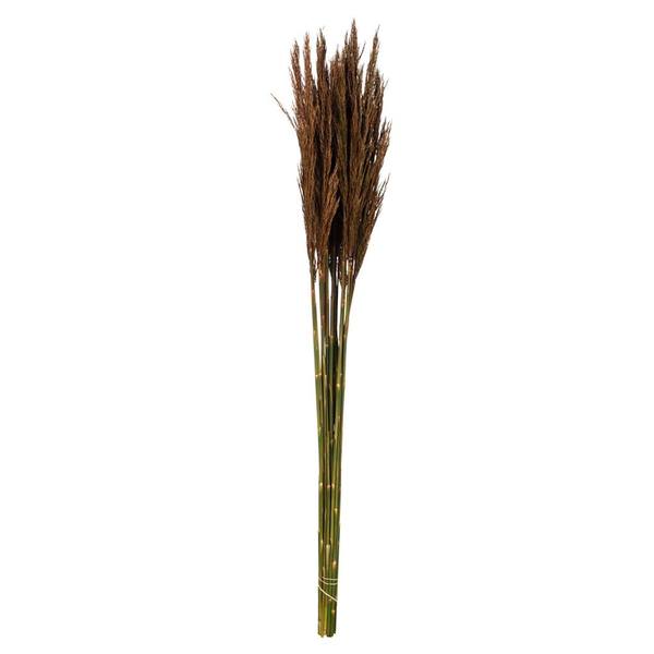 36"-40" 7-8oz Brown Preserved Plume Reed Bundle
