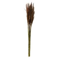 Vickerman 36"-40" 7-8oz Brown Preserved Plume Reed Bundle