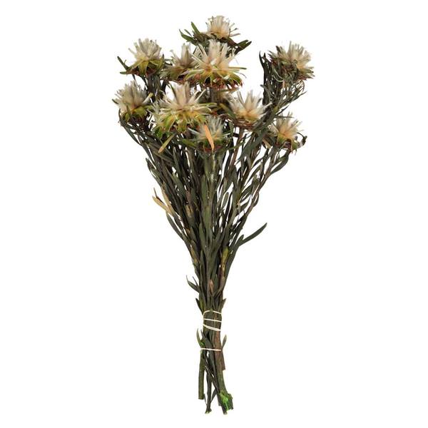 8"-20" 8 Blooms Natural Preserved Plumosum