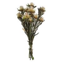 Vickerman 8"-20" 8 Blooms Natural Preserved Plumosum