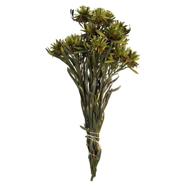 8"-20" 8 Blooms Basil Preserved Plumosum