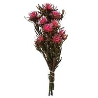Vickerman 8"-20" Pink Punch Preserved Plumosum (8 flowers in a bundle)