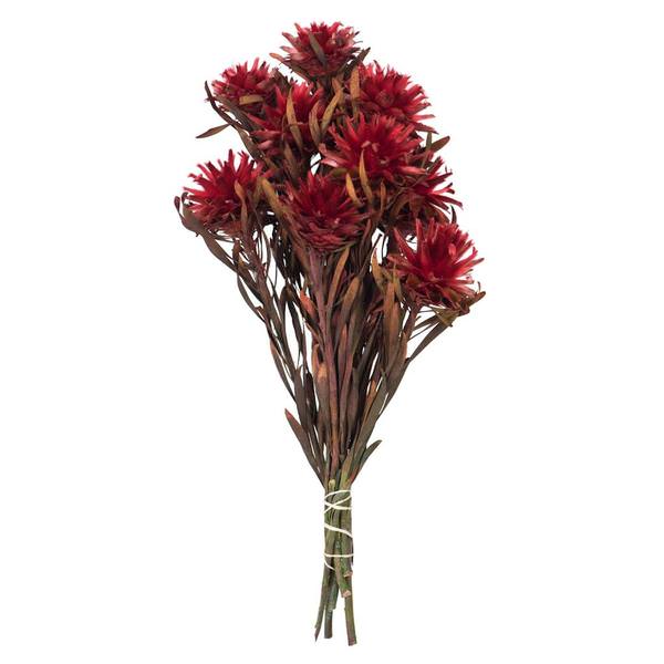 8"-20" 8 Blooms Red Preserved Plumosum