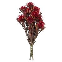 Vickerman 8"-20" 8 Blooms Red Preserved Plumosum