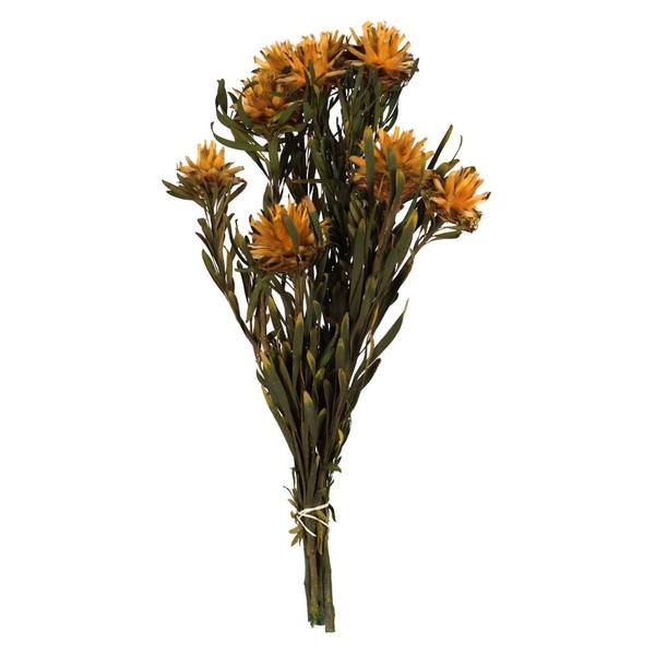 8"-20" Autumn Preserved Plumosum (8 flowers in a bundle)