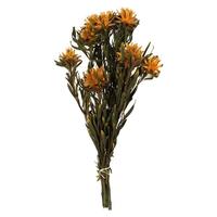Vickerman 8"-20" Autumn Preserved Plumosum (8 flowers in a bundle)