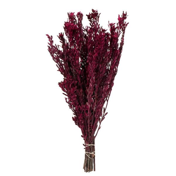 18"-20" 10oz Merlot Preserved Pubescens