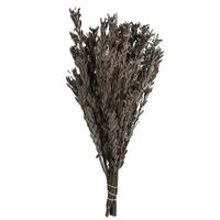 Vickerman 18"-20" 5oz Silver White Preserved Pubescens