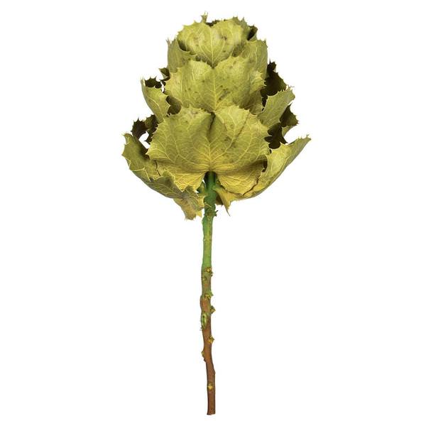 8" Basil Preserved Queen Flower