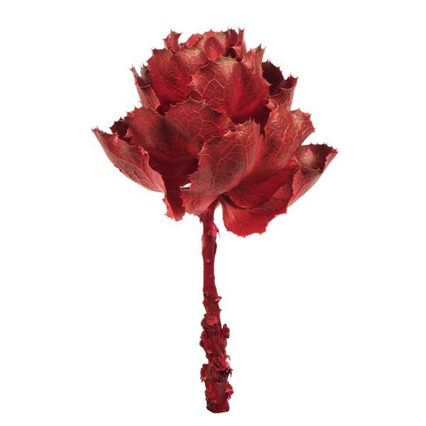 8" Red Preserved Queen Flower