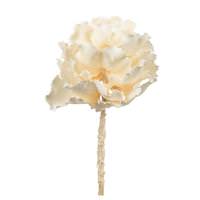 View 6"-7" Bleached Preserved Queen Flower