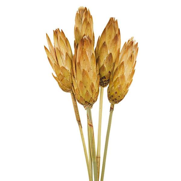 8"-12" Cream Dried Repens