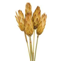 View 8"-12" Cream Dried Repens