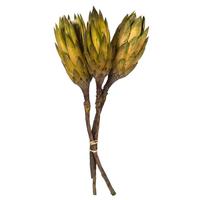 Vickerman 8"-12" Basil Preserved Repens