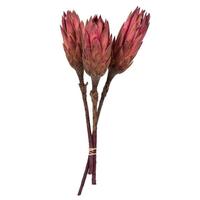 Vickerman 8"-12" Erica Pink Preserved Repens
