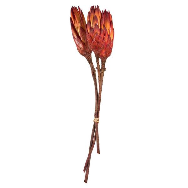 8"-12" Natural Red Preserved Repens