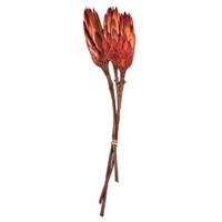 Vickerman 8"-12" Natural Red Preserved Repens