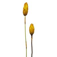 Vickerman 8"-12" Lemon Yellow Dried Repens