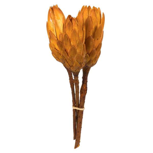 8"-12" Aspen Gold Dried Repens