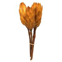 Vickerman 8"-12" Aspen Gold Dried Repens