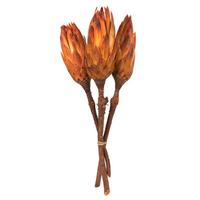 Vickerman 8"-12" Nectarine Dried Repens