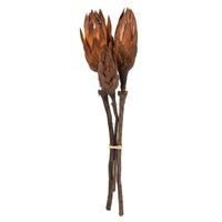 Vickerman 8"-12" Mocha Latte Dried Repens
