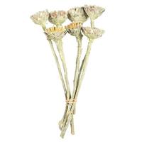 View 8"-12" Frosted Basil Dried Rosette Compacta Stem (7 stems in a bundle)