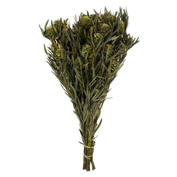 12"-20" 7oz Green Preserved Salignum with Cones