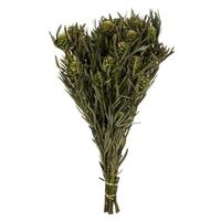 View 12"-20" 7oz Green Preserved Salignum with Cones
