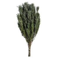 Vickerman 12"-20" 6oz Green Preserved Salignum