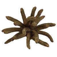 Vickerman 3"-4" Natural Green Preserved Spider Claws