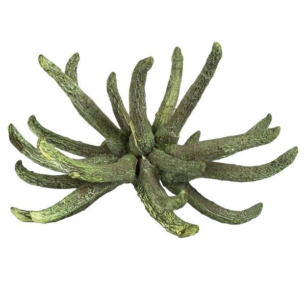 3"-4" Frosted Green Preserved Spider Claws