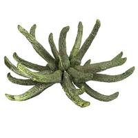 View 3"-4" Frosted Green Preserved Spider Claws