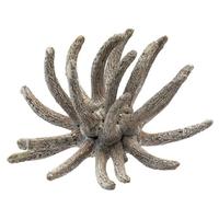 View 3"-4" Frosted White Preserved Spider Claws