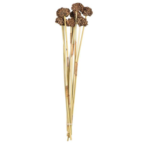 18"-24" Natural Preserved Spider Knobs on Reed Bundle (9 stems)