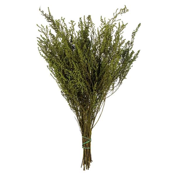 14"-18" 5oz Green Preserved Stoebe