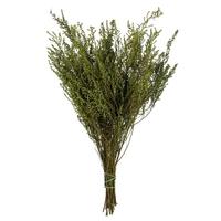 View 14"-18" 5oz Green Preserved Stoebe