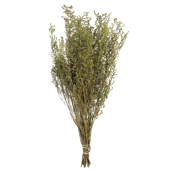 14"-18" Spring Green Dried Stoebe